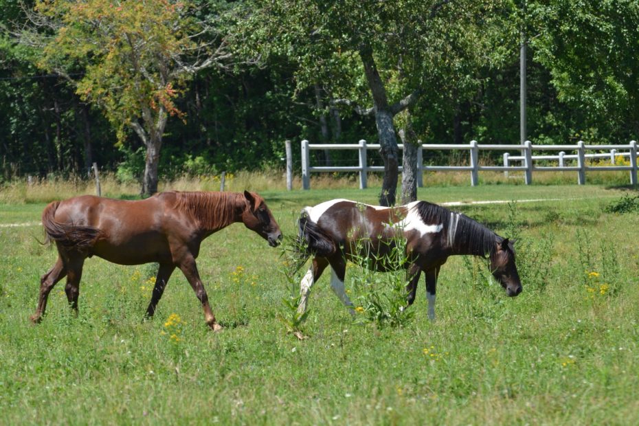 Chevaux