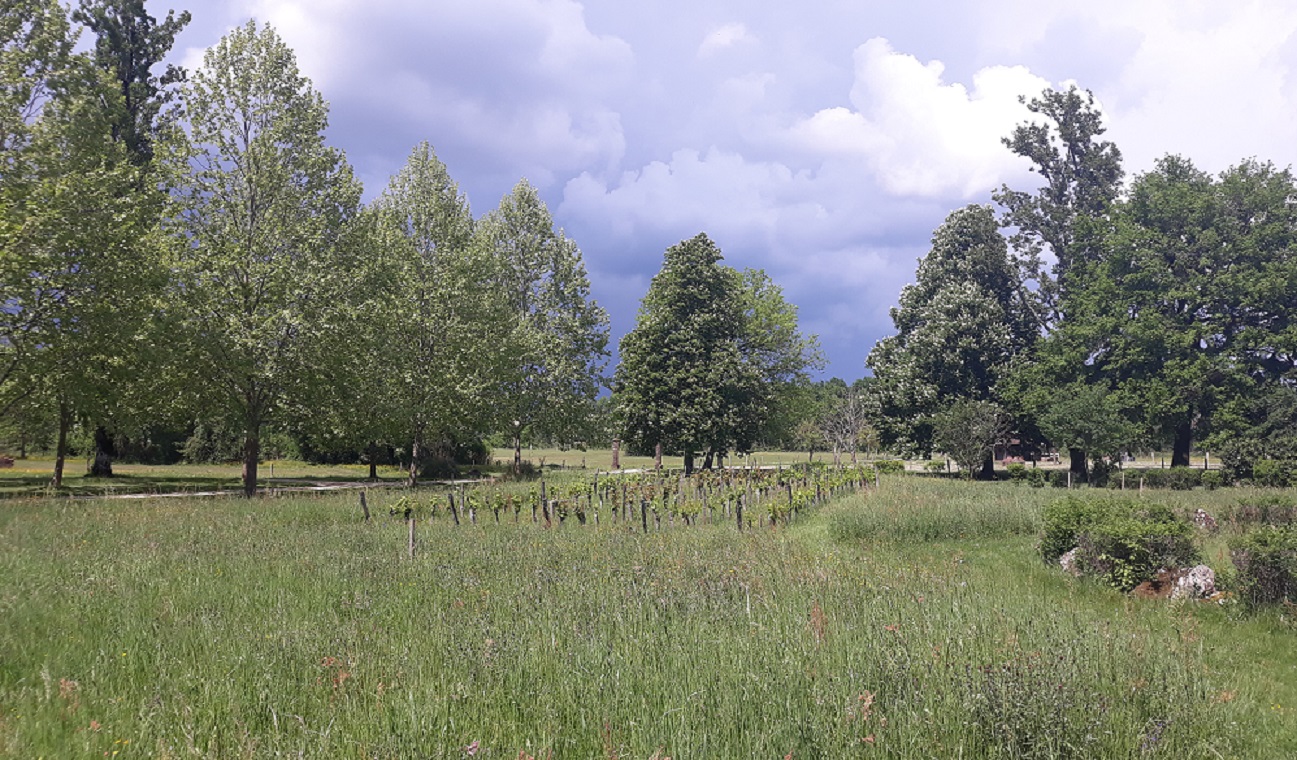 parc le Tour coté nord